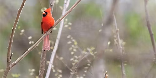 A Bird's Life
