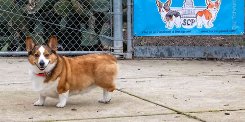 Lynn Robie Dog Park - Big Meet