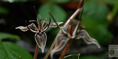 Native Plant Garden Tour