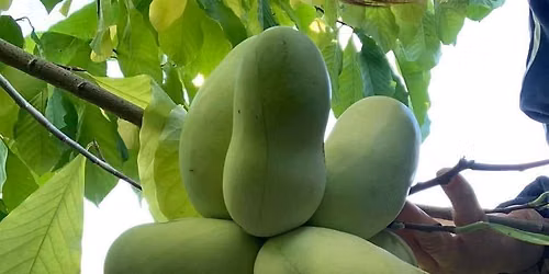 D\u00e9gustation de Pawpaw