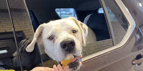 Dogs in the Drive-Thru: May 26th: starting at 10:30am