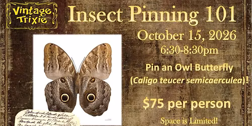Insect Pinning 101 - Owl Butterfly
