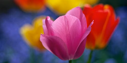 Bulb Planting Workshop in Charlottesville