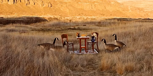 Alela Diane in Nijmegen
