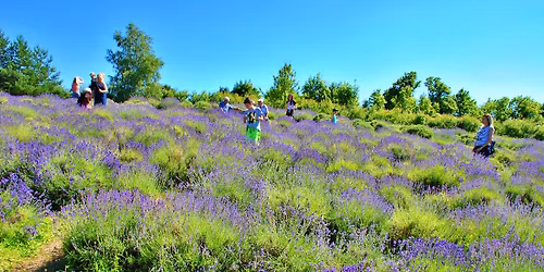 Warmia \u2013 Lawendowe Pole, dolina \u0141yny i Olsztyn #1 \ud83e\udebb