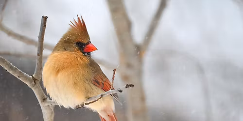 Walk with Friends - Winged Ones