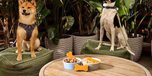 Bird Dog, a pet-friendly rooftop happy hour