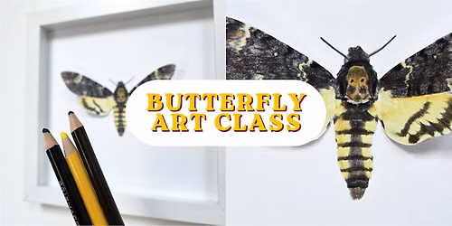 Moth Art Class: Death's-Head Hawkmoth