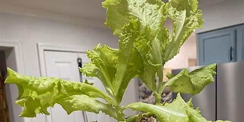 Intro to Indoor Growing and Hydroponics - Carrboro