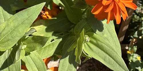 POLLINATOR PUDDLER WORKSHOP