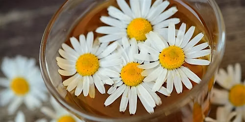 New Moon Medicine Making Series: Leo & Chamomile