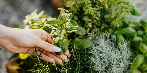 A Garden Blooming with Nutrients by Katherine Ferruzzi, MScN