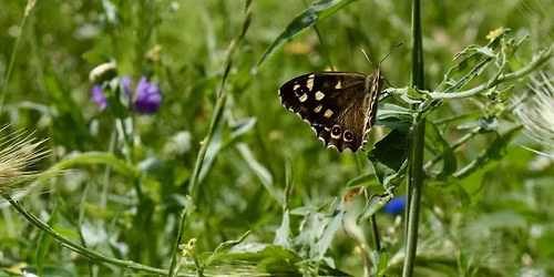 Bulbs & Butterflies Walk at Slades Farm