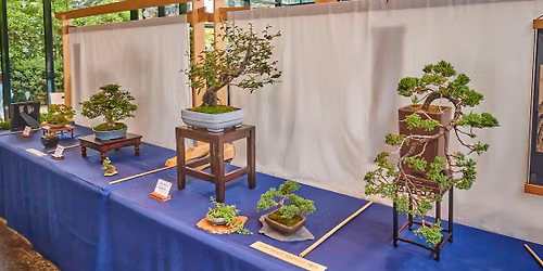 Bonsai Show