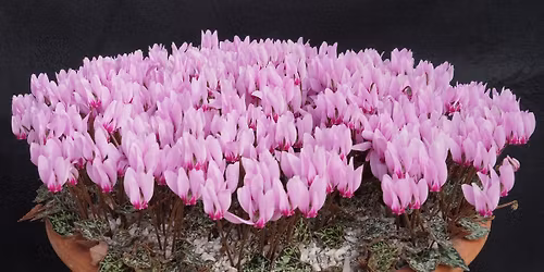 Cyclamen Society Late Autumn Show