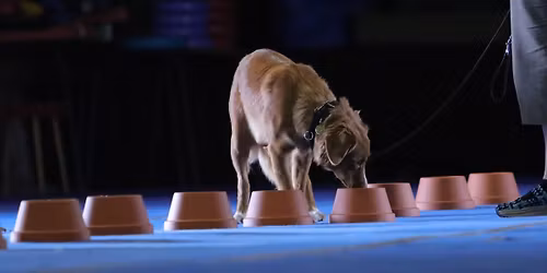 Jen\u0161tejnsk\u00e9 \u0159ady ve v\u00e1no\u010dn\u00edm duchu