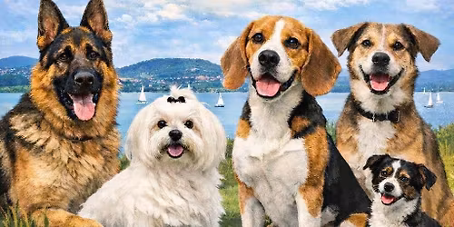 2X CAC kutyaki\u00e1ll\u00edt\u00e1s R\u00e9vf\u00fcl\u00f6p 