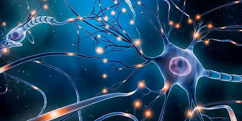 The Story of Your Nervous System