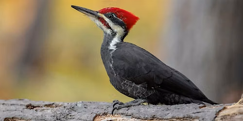 SUMMER SERIES: Birding & Nature Walk