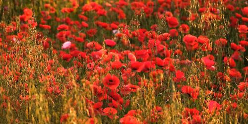 Biddulph Remembrance Sunday 