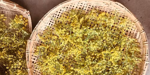 Herboristerie : les plantes m\u00e9dicinales et leurs usages traditionnels :  les plantes de printemps