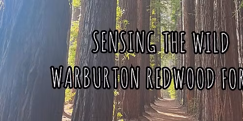 Sensing the Wild - Warburton Redwood Forest