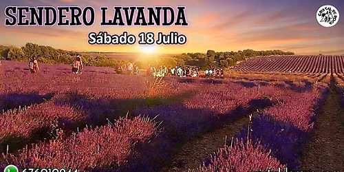 Sendero Lavanda\ud83e\udebbNoche de Estrellas\u2728