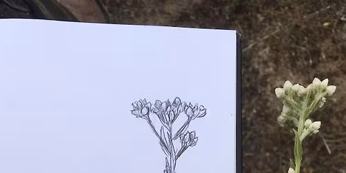 Botanical Illustration Basics Workshop