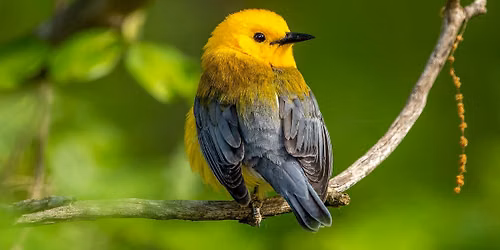 Wings Over Lake Erie: Fall Bird Migration Hike