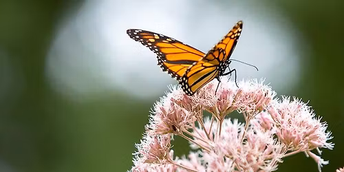 Native Plants of Summer
