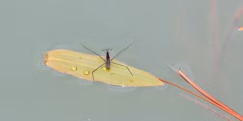 Biologisk m\u00e5ngfald i stadens dammar