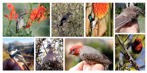 Annual Bird-Ringing Demonstration at Oliewenhuis Art Museum