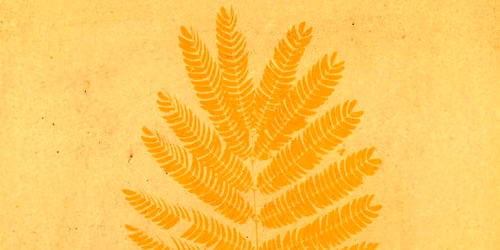 Turmeric Sun Print Workshop