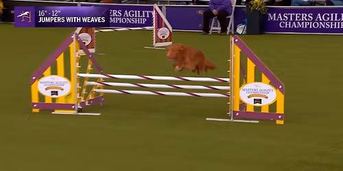 Westminster Kennel Club Dog Show: Masters Agility Finals