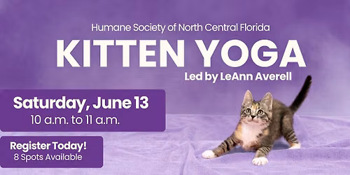 Kitten Yoga