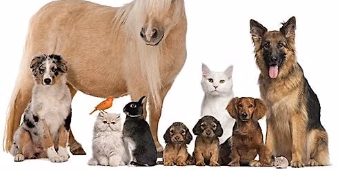 Finding Hope After Pet Loss \u2013 A 6-Week Recovery Program