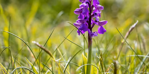 Orchids and Wildflowers of Orcombe Point Free Guided Walk