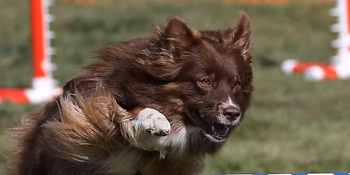 ASCA Agility Trial by Northwoods!