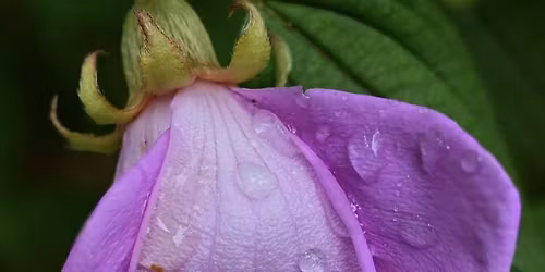 Spring Macro Photography