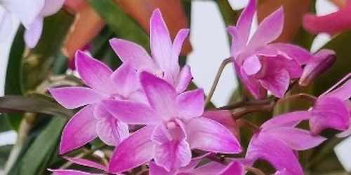 Garden Clubs & Societies Plant Fair