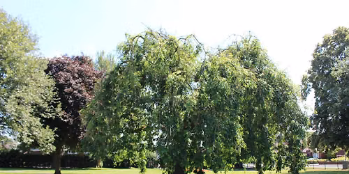 Live Music in Burntwood Park - Lea Hall Brass Band\ud83c\udfb6  