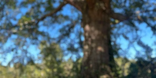 Forest Bathing Retreat: CommuniTEA Amongst the Trees