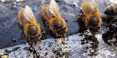 Bees 201: Intermediate Beekeeping  2026