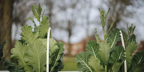 Growing Community: Indoor Winter Garden