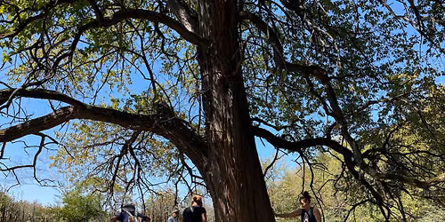 Forest Bathing Walk