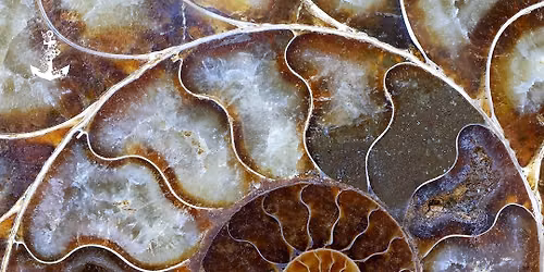 LA SPIRALE AUREA Bellezza, Armonia, Funzionalit\u00e0 