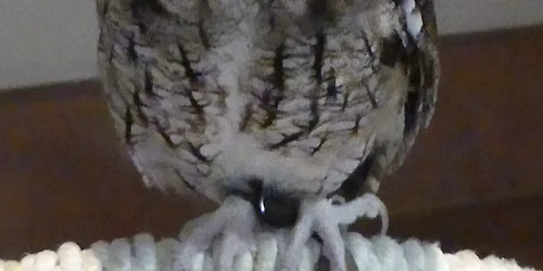 Bird Talk & Tour: Birds of Prey