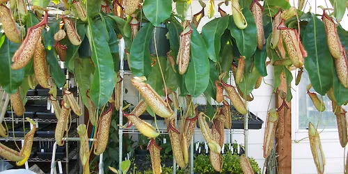 Texas Aroid Show - Nov. 8 & 9