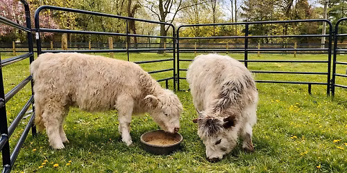 Picnic in the Paddock - Family Brunch