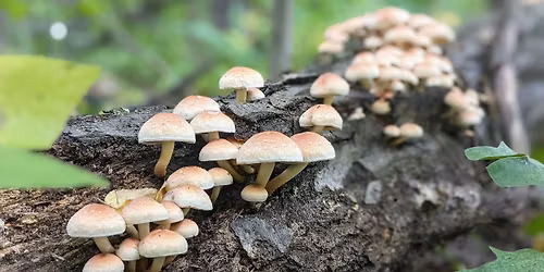 Wild Mushroom Identification